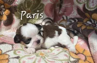 Paris, a female Shih Tzu for sale in Redding, CA – 1 of 7