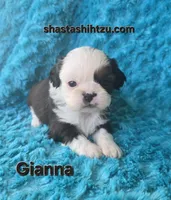 Giana, a female Shih Tzu for sale in Redding, CA – 4 of 7