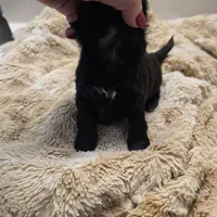 Bella, a female Shih Tzu for sale in Redding, CA – Photo 4 of 5