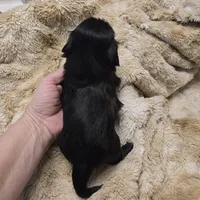 Bella, a female Shih Tzu for sale in Redding, CA – Photo 5 of 5