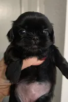 Bella, a female Shih Tzu for sale in Redding, CA – Photo 2 of 5