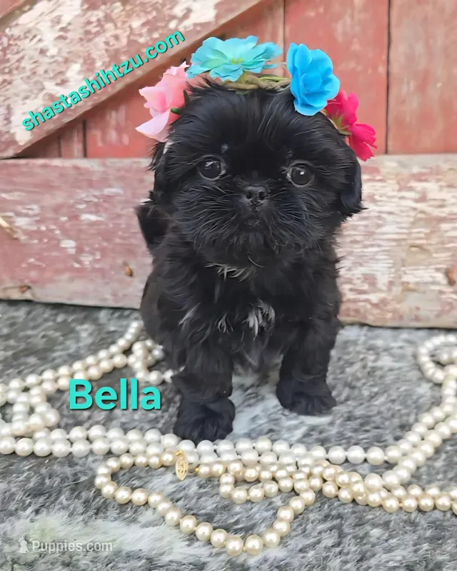 Bella