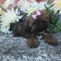 Ginger, a female Shih Tzu for sale in Redding, CA – 2 of 5