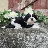 Palu, a male Shih Tzu for sale in Redding, CA – 7 of 9