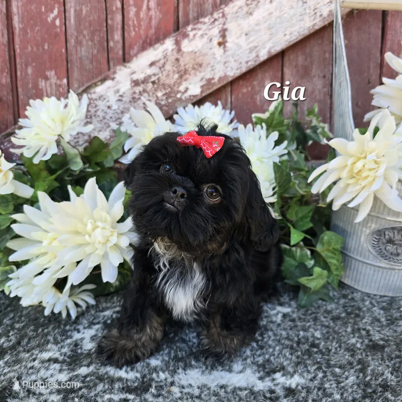 Gia – Shih Tzu puppy for sale in Redding, CA