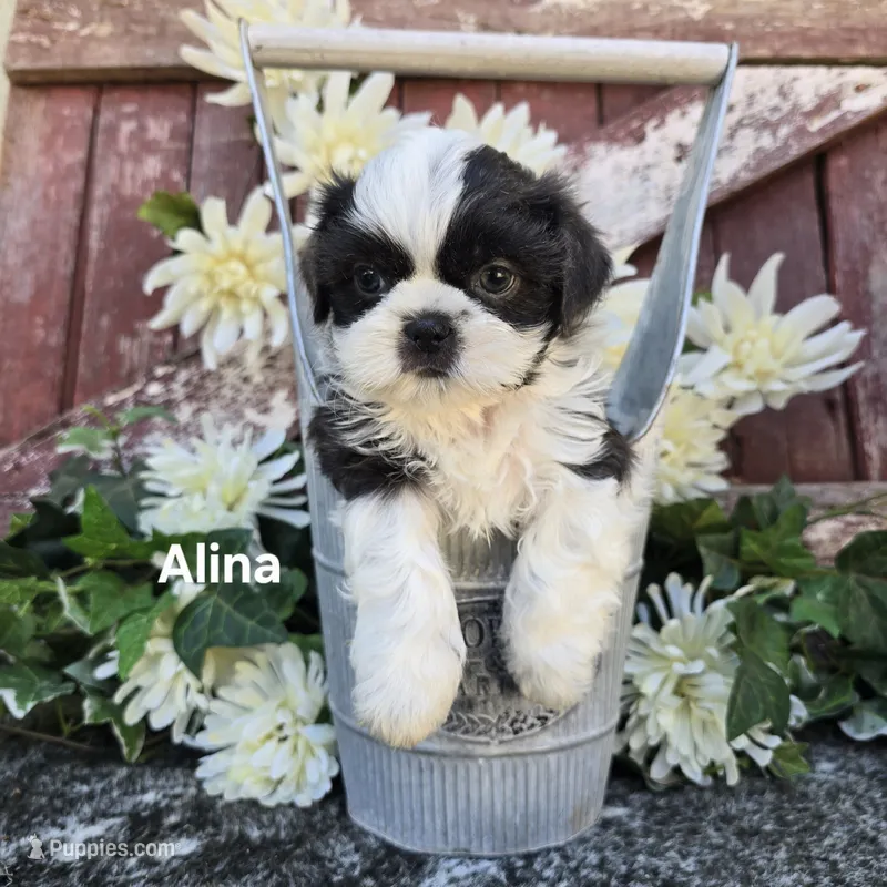 Alina  – Shih Tzu puppy for sale in Redding, CA