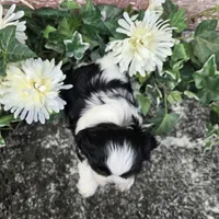 Palu, a male Shih Tzu for sale in Redding, CA – 3 of 9