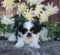 TATIANA, a female Shih Tzu for sale in Redding, CA – 7 of 7