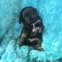 Gia, a female Shih Tzu for sale in Redding, CA – 4 of 5