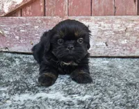 Gigi , a female Shih Tzu for sale in Redding, CA – 3 of 4