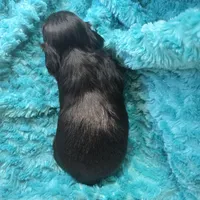 Gigi , a female Shih Tzu for sale in Redding, CA – Photo 7 of 7