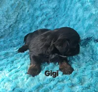 Gigi , a female Shih Tzu for sale in Redding, CA – Photo 4 of 7