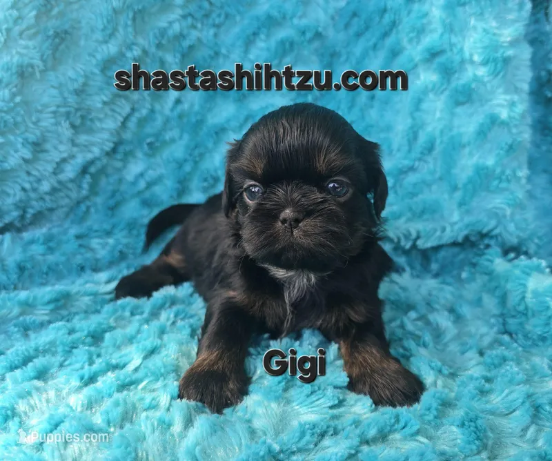 Gigi  – Shih Tzu puppy for sale in Redding, CA