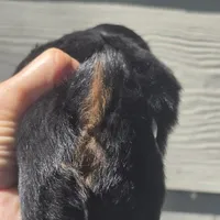 Gigi , a female Shih Tzu for sale in Redding, CA – Photo 3 of 7