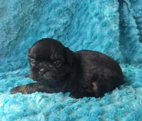 Gigi , a female Shih Tzu for sale in Redding, CA – Photo 5 of 7