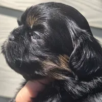 Gigi , a female Shih Tzu for sale in Redding, CA – Photo 6 of 7