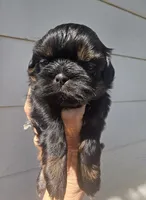 Gigi , a female Shih Tzu for sale in Redding, CA – Photo 2 of 7