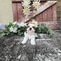Paris, a female Shih Tzu for sale in Redding, CA – 9 of 9