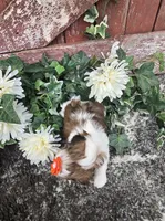 Paris, a female Shih Tzu for sale in Redding, CA – 8 of 9