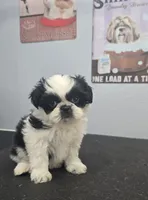 TATIANA, a female Shih Tzu for sale in Redding, CA – 5 of 7