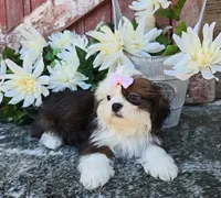 Giana, a female Shih Tzu for sale in Redding, CA – 2 of 5