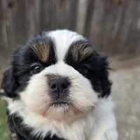 Palu, a male Shih Tzu for sale in Redding, CA – 6 of 9