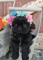 Bubbles Imperial , a female Shih Tzu for sale in Redding, CA – Photo 4 of 4
