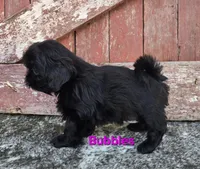 Bubbles Imperial , a female Shih Tzu for sale in Redding, CA – Photo 2 of 4