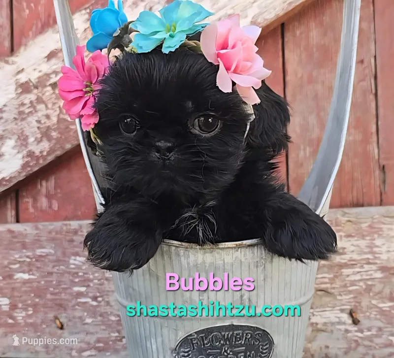 Bubbles Imperial  – Shih Tzu puppy for sale in Redding, CA