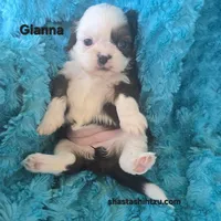 Giana, a female Shih Tzu for sale in Redding, CA – 5 of 7