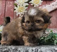 Kimchi , a male Shih Tzu for sale in Redding, CA – 3 of 4