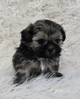 Boba, a male Shih Tzu for sale in Redding, CA – Photo 2 of 4