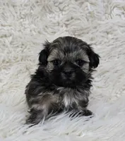 Boba, a male Shih Tzu for sale in Redding, CA – Photo 1 of 4