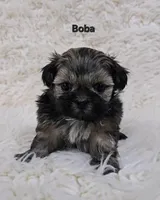 Boba, a male Shih Tzu for sale in Redding, CA – Photo 3 of 4