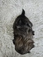 Boba, a male Shih Tzu for sale in Redding, CA – Photo 4 of 4