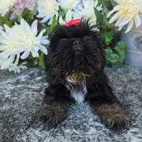 Gia, a female Shih Tzu for sale in Redding, CA – 2 of 4