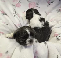Pixie and Pippin, a female Shih Tzu for sale in Redding, CA – Photo 3 of 7