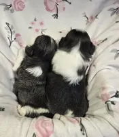 Pixie and Pippin, a female Shih Tzu for sale in Redding, CA – Photo 5 of 7