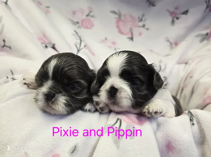Pixie and Pippin