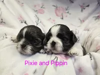 Pixie and Pippin, a female Shih Tzu for sale in Redding, CA – Photo 1 of 7