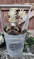 Kimchi , a male Shih Tzu for sale in Redding, CA – 2 of 4