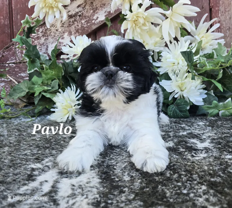 Pavlo – Shih Tzu puppy for sale in Palo Cedro, CA