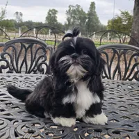 Peru, a male Shih Tzu for sale in Palo Cedro, CA – 6 of 6