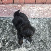 Gigi , a female Shih Tzu for sale in Redding, CA – 4 of 4