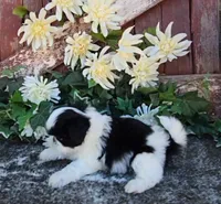 TATIANA, a female Shih Tzu for sale in Redding, CA – 2 of 7