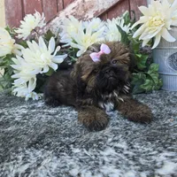 Ginger, a female Shih Tzu for sale in Redding, CA – 5 of 5
