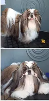 Palu, a male Shih Tzu for sale in Palo Cedro, CA – 7 of 7
