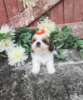 Paris, a female Shih Tzu for sale in Redding, CA – 4 of 9
