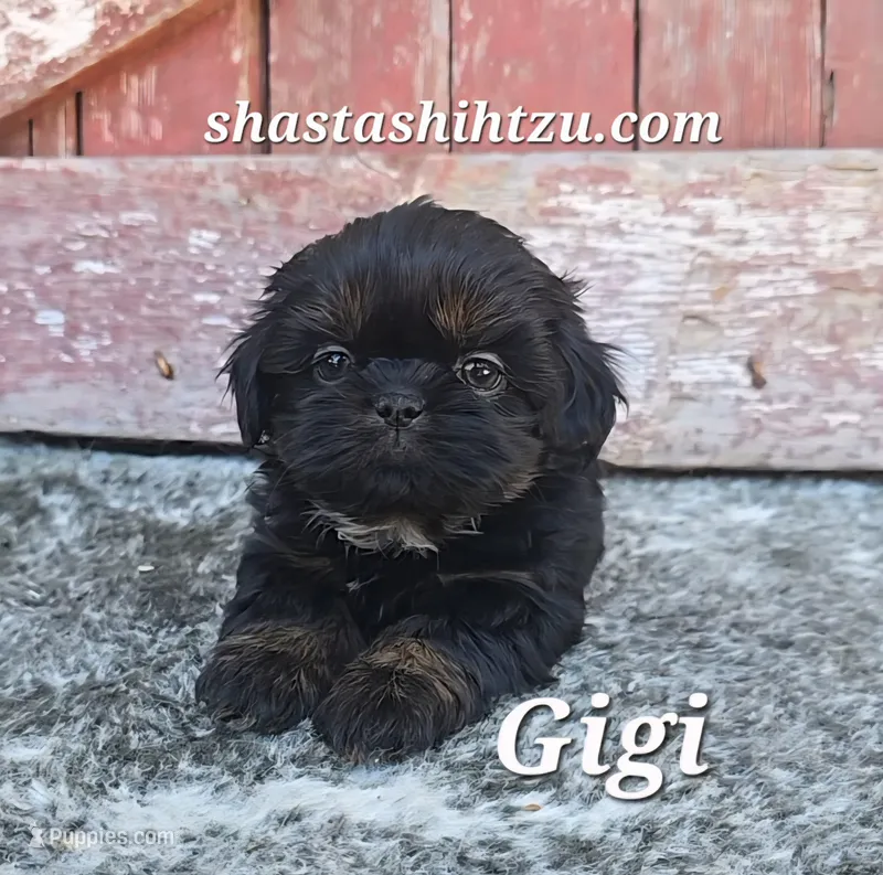 Gigi  – Shih Tzu puppy for sale in Redding, CA