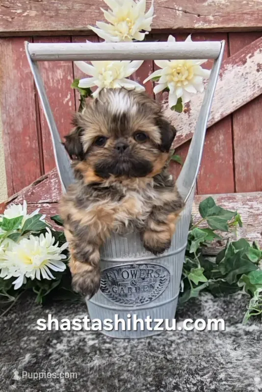 Kimchi  – Shih Tzu puppy for sale in Redding, CA